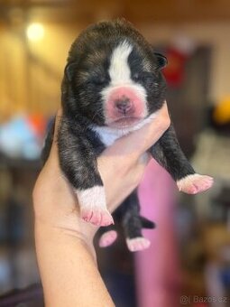 Akita Inu s průkazem původu (PP) - FCI & AKIHO - 2