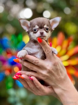 Čivava mini s PP - 2