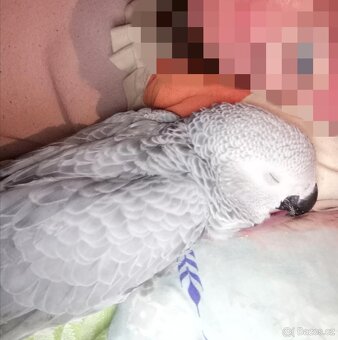 Ochočený papoušek žako - 2