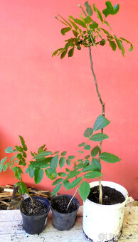 Ořešák královský - sazenice, výška 30-100 cm - 2