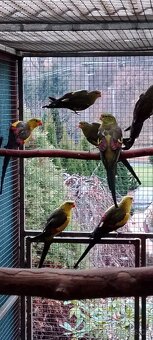 Papoušek horský - 2