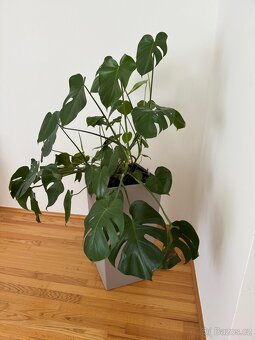 Samozavlažovací květináč Lechuza s velkou Monstera deliciosa - 2