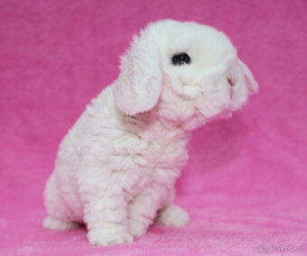 Zakrslý modrooký rex beránek sameček - 2