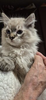 Prodej koťátek - 2