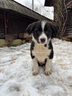 štěňátka border kolie - 2