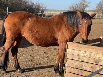 Kobylka na predaj - 2