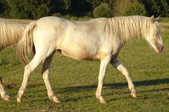 Prodám klisnu WPBr s PP, - 2