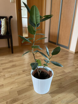Fíkus - výška cca 90 cm - 2
