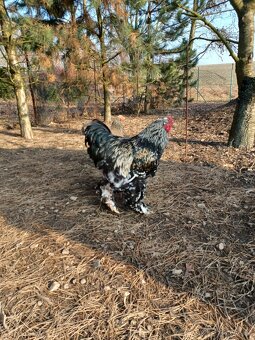 Brahmanka velká - 2