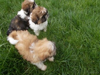 Shih-Tzu - 2