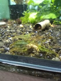 Prodám přebytky z odchovu Neocaridina Palmata Green - 2