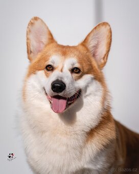 Welsh corgi pembroke. - 2