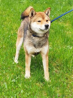 Shiba inu s PP - 2