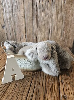 Výmarský ohař, fenka s PP, CHS Silver Max Weim - 2