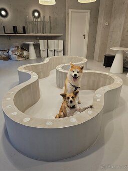 Nový domov pro Moshiho - pes Akita Inu - 2