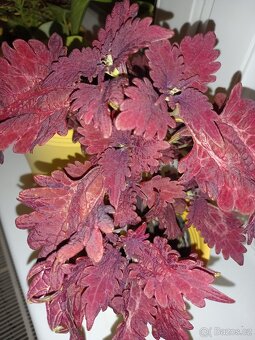 Okrasné kopřivy, coleusy - 2