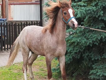 Welsh ponny - 2
