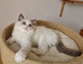 Ragdoll s PP - 2