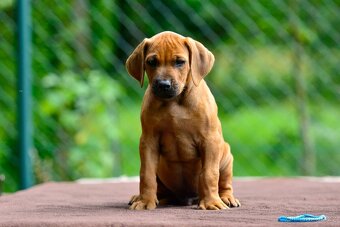 Štěňátko rhodéského ridgebacka - nestandardní chlapec s PP - 2