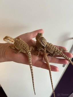 Agama vousata - 2