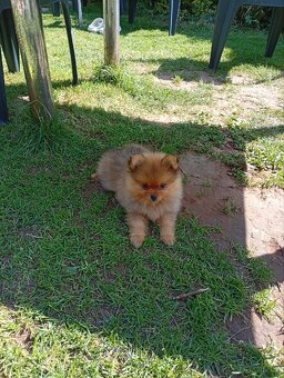 Pomeranian mini - 2