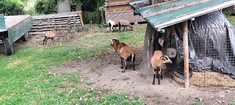 Ovce kamerunská, beránek kamerunský - 2