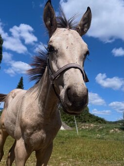 A1/1 x AQH klisna - 2