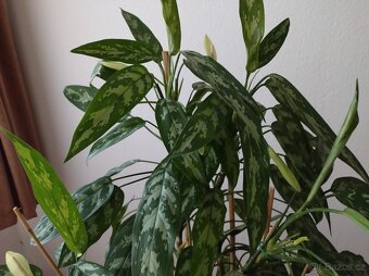 1) Aglaonema Maria - 2