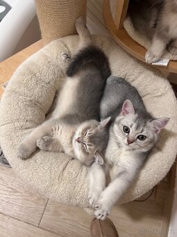 Skotská koťata - 2