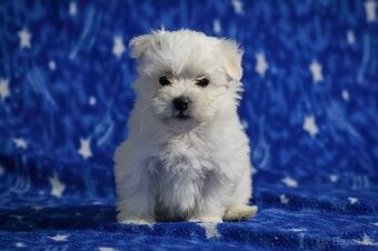 Maltézáček, Maltézský psík - 2