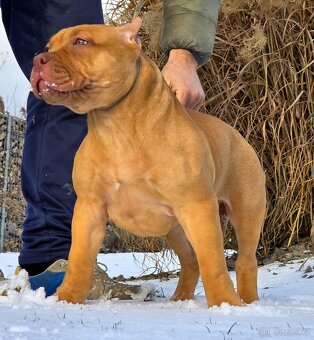 American bully XL XXL - 2