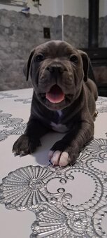 Stafordšírský bulteriér - 2