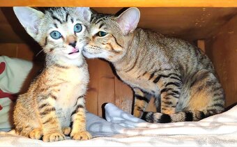 Anakin a Albus (Orient/Siam) 🐱 čistokrevní bez PP - 2