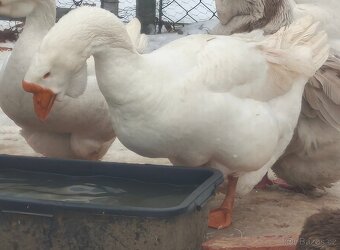 Hus cholmogorská - 2