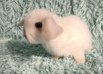 ⭐️ Zakrslý beránek SATÉNOVÝ ⭐️ 🍀 V4 🍀 - 2