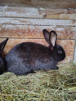 Králík - samci - 2