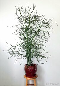 Vyměním řízky - zajímavé sukulentní rostliny - 2