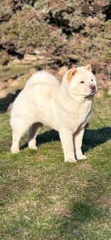 Exkluzivní štěňátka chow chow smooth - 2