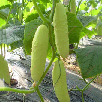 Okurka bílá White Wonder, 15ks semínek - 2