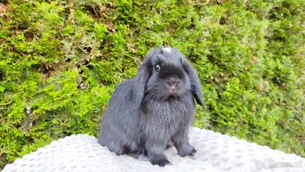 Zakrslý beránek, králíček, králík - ELLA - 2