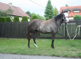 Kobyla Paint horse - 2