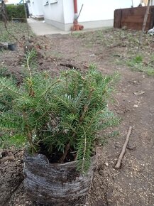 JEDLE KAVKAZSKÁ SAZENICE S BALEM - 2