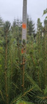 Sazenice lesních dřevin - 2