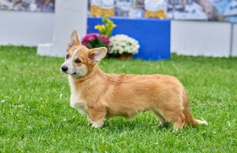 Welsh Corgi Pembroke - 2