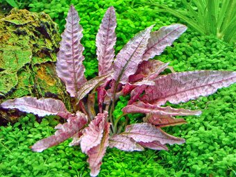Akvarijni rostlinky - Kryptokoryna Flamingo - 2
