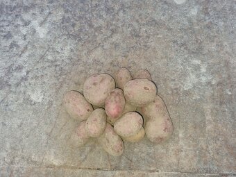 Brambory na uskladneni - 2