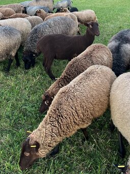 Shetlandské ovce - 2