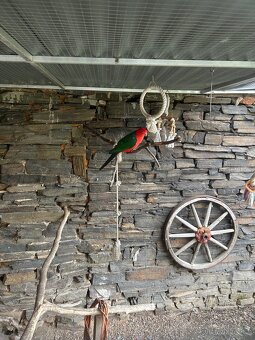 Papoušek královský (pár) - 2