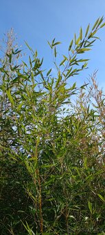 Bambus mrazuvzdorný - 2