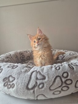 Mainska mývalí kočka s PP - 2